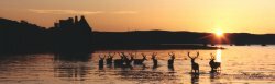 postcard showing stags in Lochranza Bay in front of Lochranza Castle in sunset